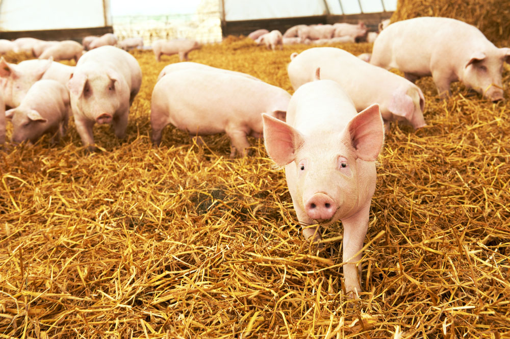 Pigs in Hay
