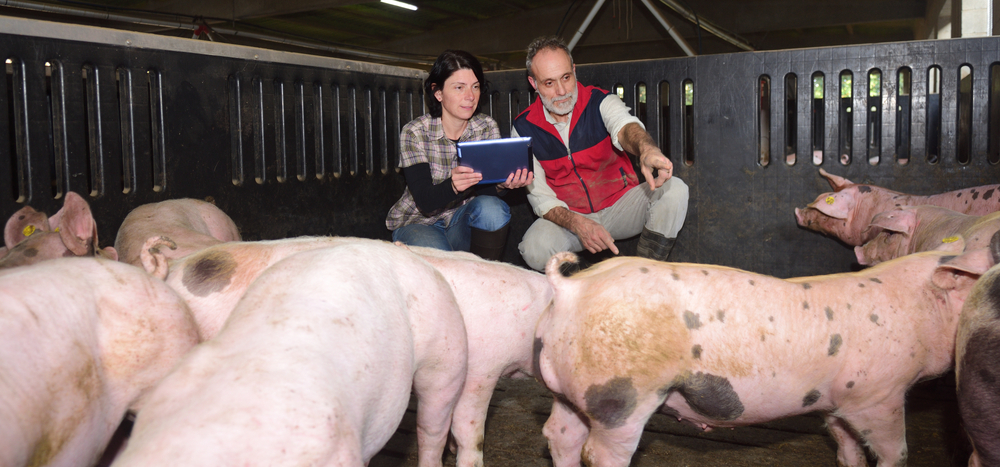 Swine Farming Technology