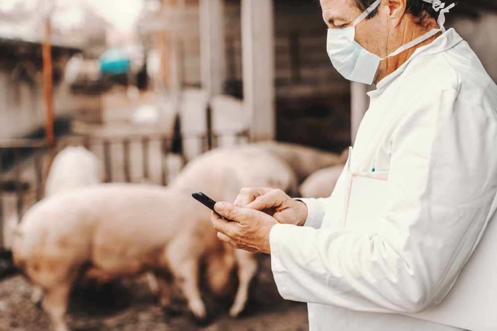 Person using PigFlow app on mobile device in farrowing barn